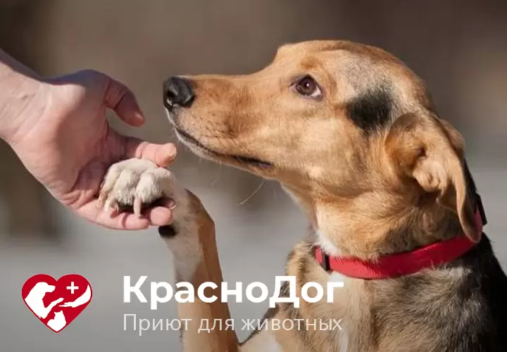 Покупайте продукцию «АЛЮТЕХ» и помогайте приюту для животных